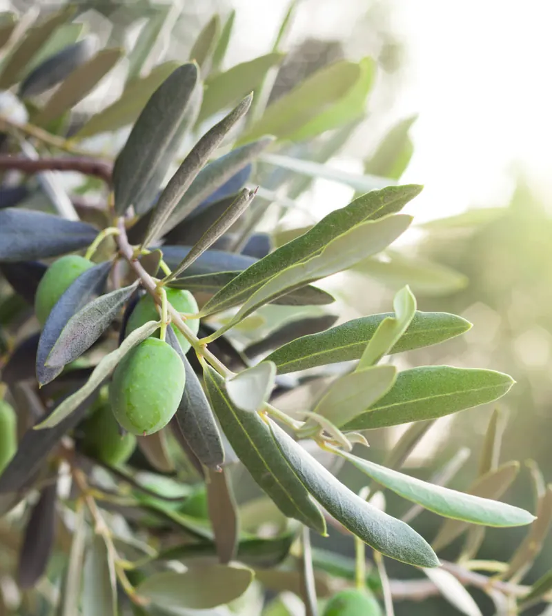 Olive branch with green olives in sunlight