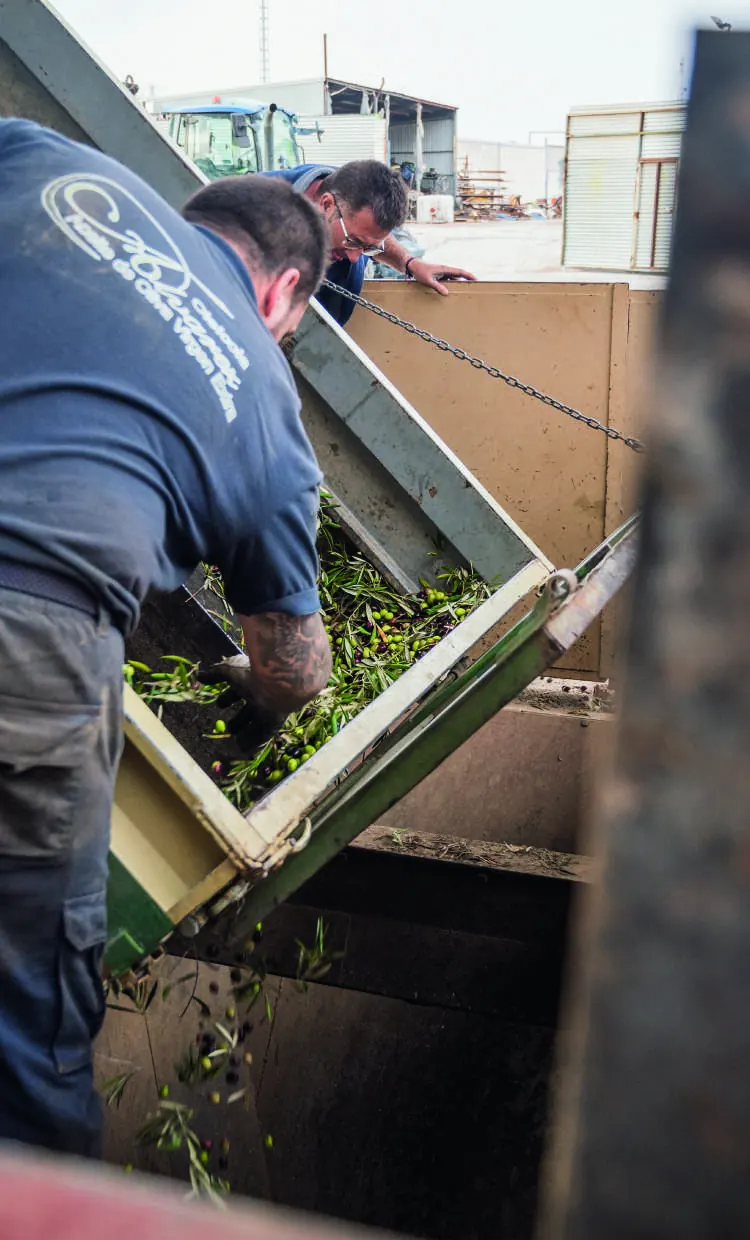 Olives being unloaded at the mill reception