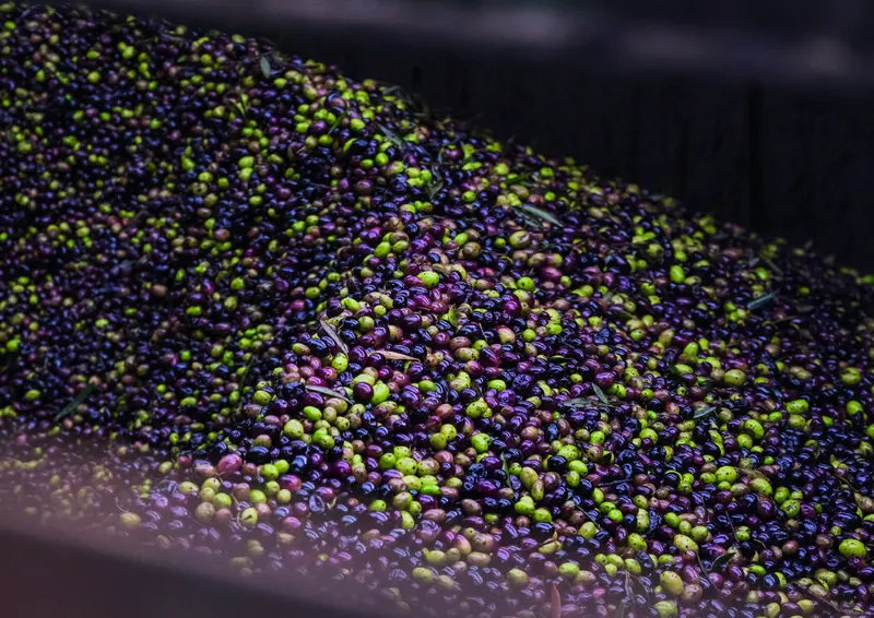 Harvested olives of mixed ripeness in a reception hopper